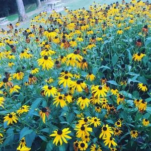 Meet your Posher, Janice